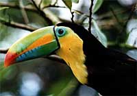 Toucan at affordable Hotel Bed  & Breakfast in rainforest with lake view on Lake Arenal, Costa Rica near La Fortuna and Volcano in Nuevo Arenal. Best breakfast, Best Price, Beautiful View. Best Hotel.