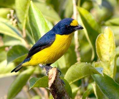 Yellow Throated Euphonia Birds of Costa rica