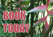 Free WiFi Toll-Free 800 Number 800-556-0505 Visa MasterCard Accepted Lake Arenal Affordable Country Inn  in Costa Rica Rainforest Jungle with Birds and Monkeys and Palm Trees by La Fortuna